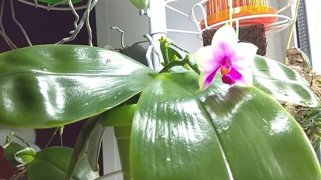 Phalaenopsis Bellina