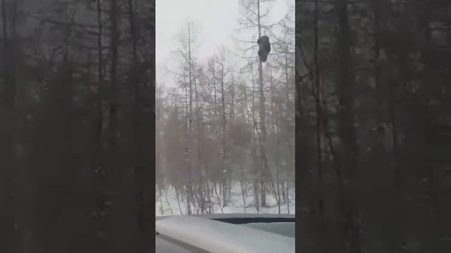 Хитрый сильный зверь и опасный? смотреть онлайн