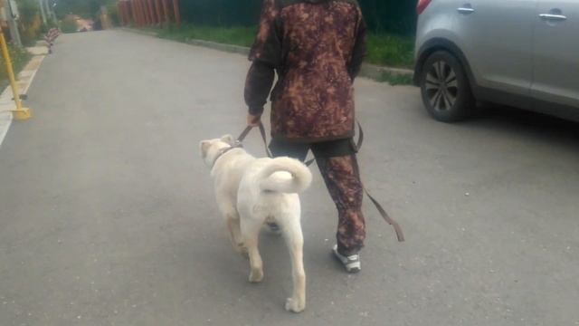 Дрессировка собак. Преодоление упрямства. смотреть онлайн