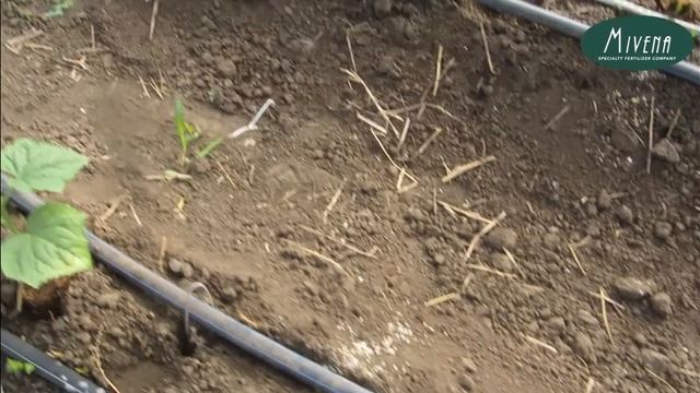 10 день после высадки огурца. Схема подкормки MIVENA CRF + GRANUSOL WSF, часть 2 смотреть онлайн