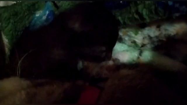 Растет котенок! смотреть онлайн