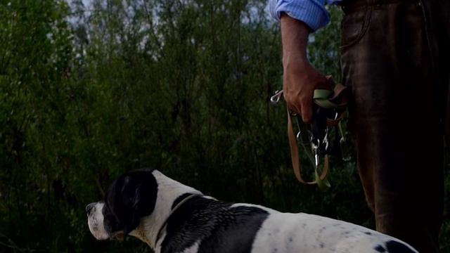 English Pointer by Matthew смотреть онлайн