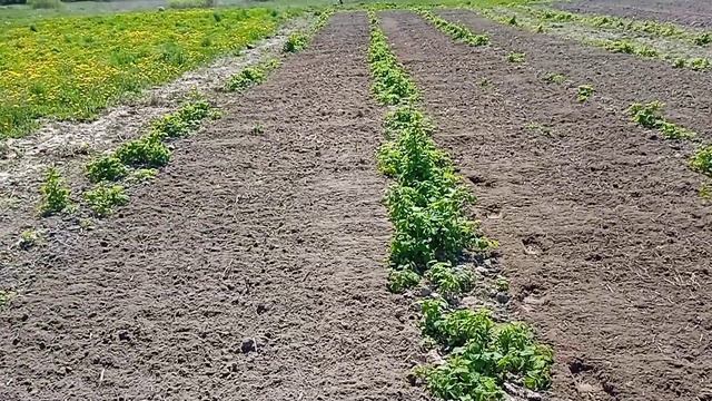 Фрезерування міжряддя в малині. Ремонтантний сорт Полана (Polana) смотреть онлайн