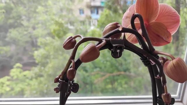 Фаленопсис нарбоне радует ароматом и продолжительностью цветения😀👏👍 смотреть онлайн