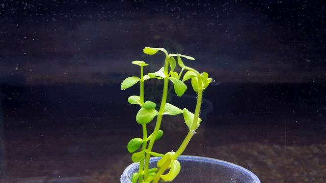 БАКОПА ЛАНИГЕРА. BACOPA LANIGERA. СЕКРЕТЫ СОДЕРЖАНИЯ В АКВАРИУМЕ смотреть онлайн