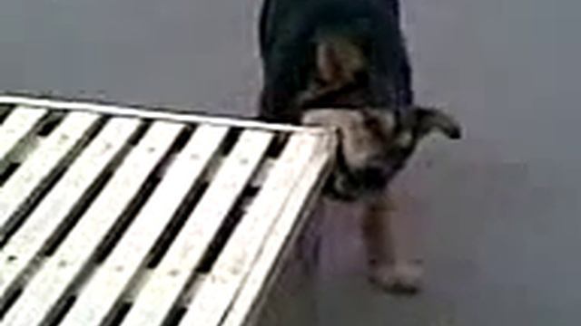 Собака жрет лавку. смотреть онлайн