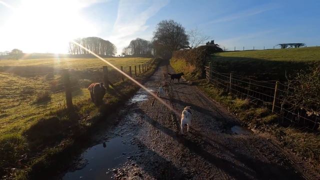 Dogs Day Out! смотреть онлайн