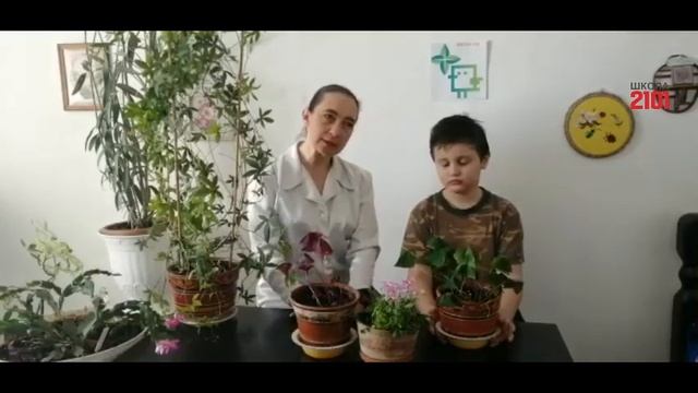 Экоурок № 1. Кислица-заячья капуста