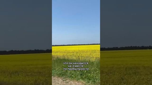 А вы знаете, какая сельхоз культура самая выгодная в производстве? Это рапс! смотреть онлайн