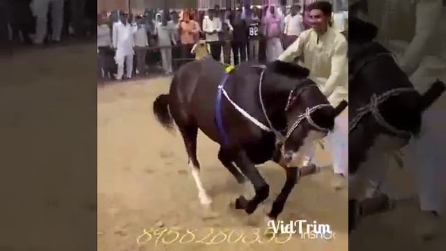 Танец лошади. смотреть онлайн