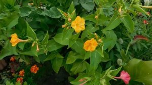 ?Интересный способ выращивания Мирабилиса из черенка ( отростка ) ?