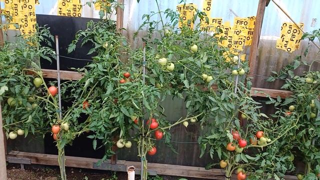 Йоркширский терьер. Дача. Суббота. Помидоры... смотреть онлайн