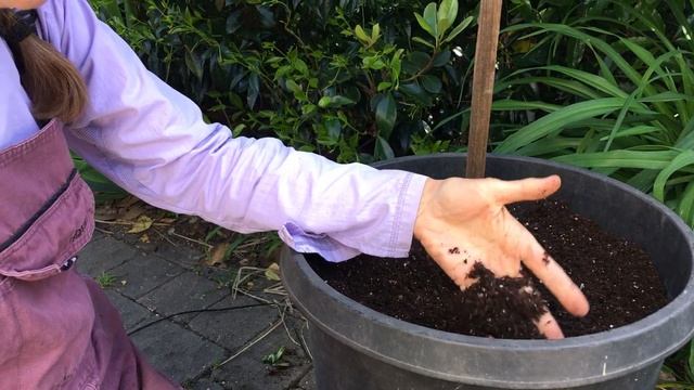 84. Planting Dahlia Tubers in Pots & Containers. смотреть онлайн