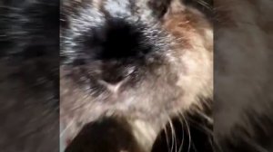 Кролик минилоп