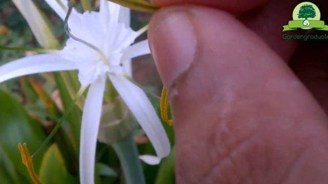 Rain Lily Flower Hand Pollination By GardenGraduate | Hand pollination series смотреть онлайн