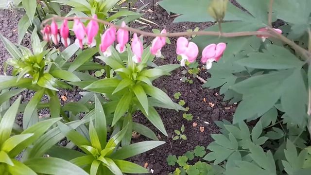 Дицентра- начало цветения! Многолетники в саду смотреть онлайн