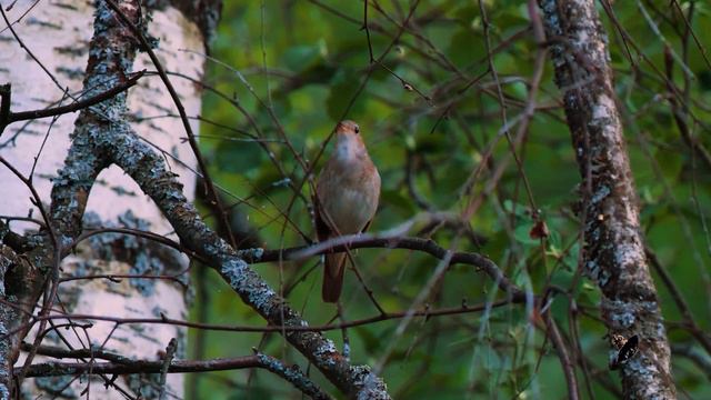 Соловей 4К (Thrush Nightingale 4К)