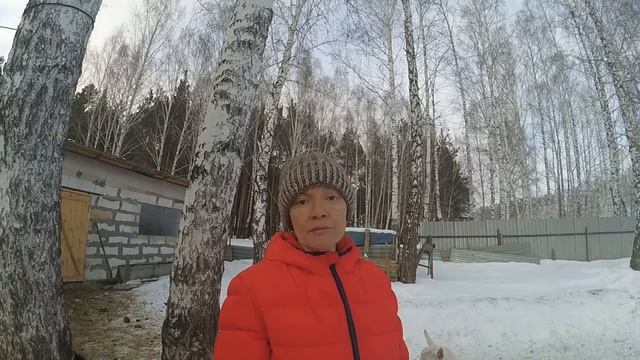Как правильно выбрать молочную козу. Банальные ошибки! смотреть онлайн