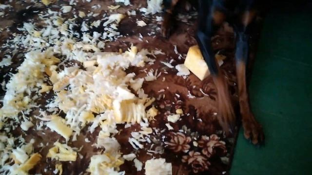 собака погрызла смотреть онлайн