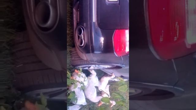 Продал порше уткам смотреть онлайн