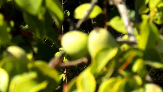 ДЕРЕВО АЙВЫ смотреть онлайн