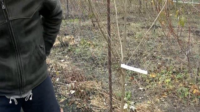 Защищаем саженцы от голодных зайцев. смотреть онлайн