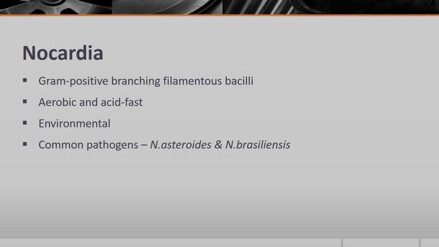 Actinomyces & Nocardia смотреть онлайн