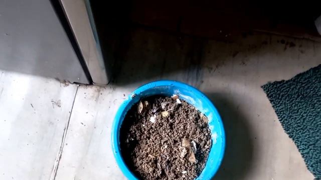 Чем кормим кур смотреть онлайн