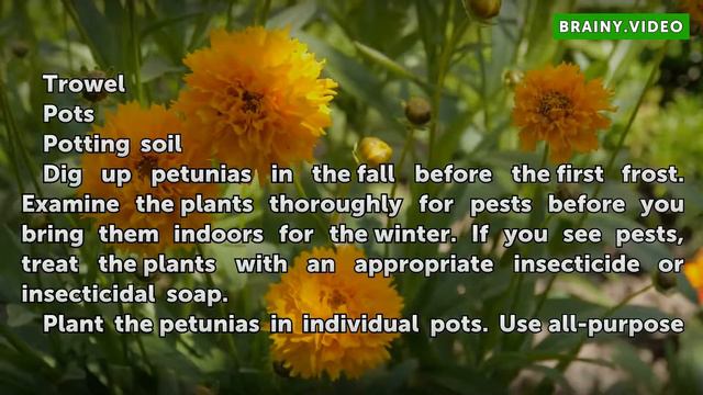 How to Care for Petunias to Grow Back After the Winter смотреть онлайн