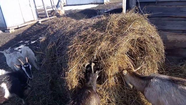 моё хозяйство/звери едят/рисунок на меху смотреть онлайн
