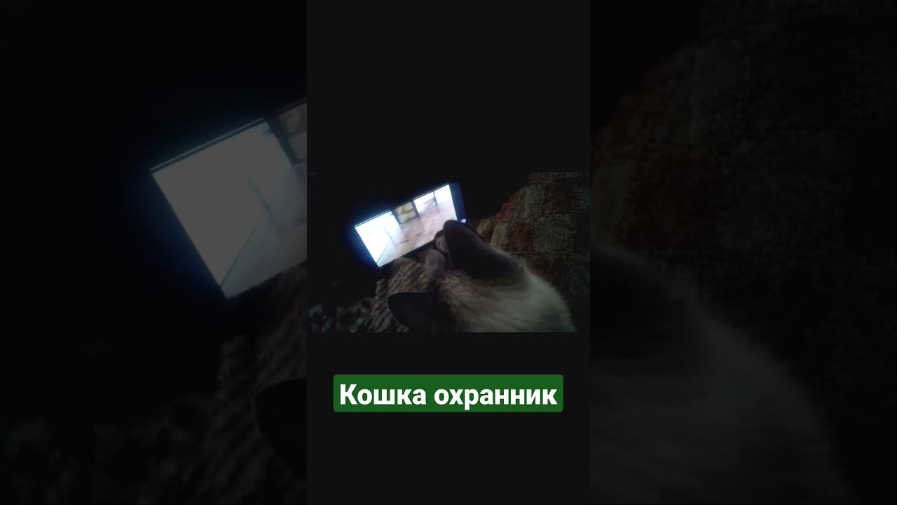 кошка смотрит ютуб #shorts #приколы #кошки #рек смотреть онлайн