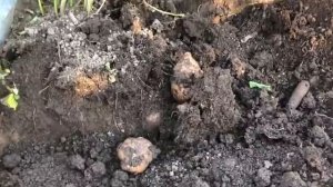 Картофель ранний Метеор Беллароза. Урожайность