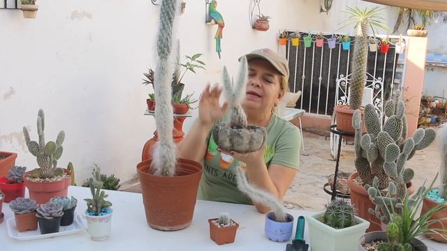 Características y cuidados del cactus Viejito / Cephalocereus Senilis. liclonny смотреть онлайн