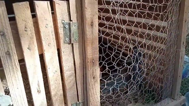 GURK HİNDİ?GURK TAVUK?_KULUCKADA HİNDİ? MAKİNA CİV CİVİ GURK OLUYOR? смотреть онлайн