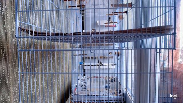 Утро временное беспокойство Morning Temporary Anxiety