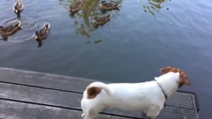 Охота Джек Расселов на уток