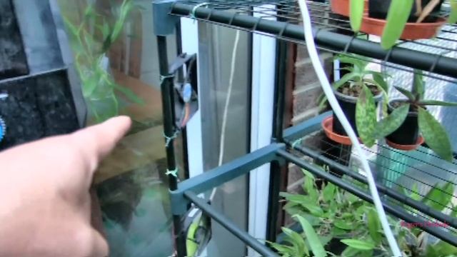 A Requested Video Looking at My Dendrobium cuthbertsonii смотреть онлайн