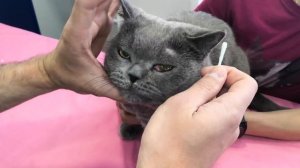 Ручное вправление пролапса слезной железы третьего века у кошки