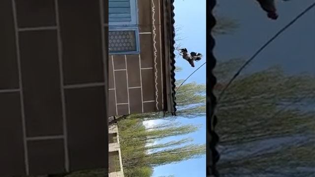 Летающий петух ??? смотреть онлайн