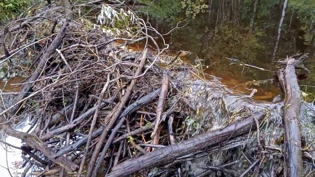 Плотина бобров на ручье смотреть онлайн