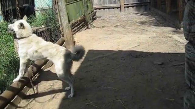 2m Laika's Jump - Прыжок лайки через 2м забор