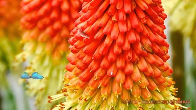 Книфофия ягодная Грандифлора (kniphofia) ? обзор: как сажать, саженцы книфофии Грандифлора смотреть онлайн