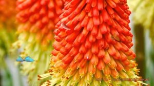 Книфофия ягодная Грандифлора (kniphofia) ? обзор: как сажать, саженцы книфофии Грандифлора