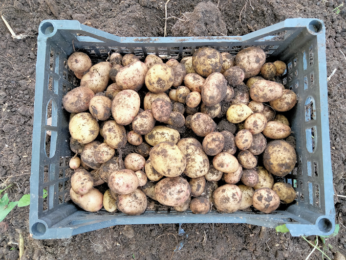 С картошкой - беда. Что случилось смотреть онлайн