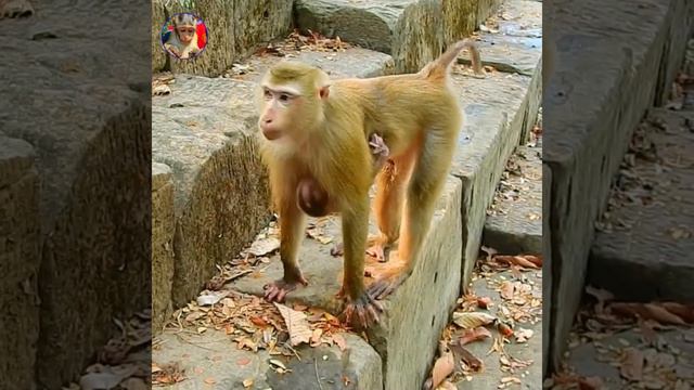 My babe Rainbow How sweet love big sister Luna giving warm comfort Rainbow in romantic way смотреть онлайн