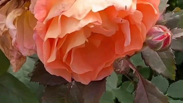 most beautiful rose garden video / nature colourful roses garden смотреть онлайн