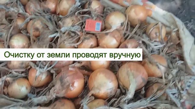 СБОР УРОЖАЯ ЛУКА И ОСОБЕННОСТИ ЕГО ХРАНЕНИЯ зимой. Лук на репку сушим и храним правильно до весны. смотреть онлайн