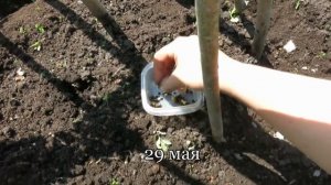 ИПОМЕЯ от посева до цветения. Как лучше выращивать ипомею