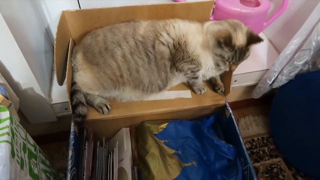 Blue Woter (блювотный) влог :))