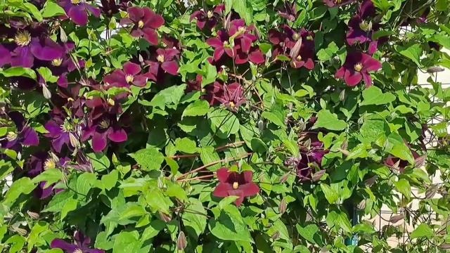ЦВЕТУТ КЛЕМАТИСЫ В МОЁМ САДУ. ЗНАКОМСТВО С НОВЫМИ СОРТАМИ. смотреть онлайн